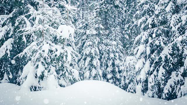 树枝上美丽的蓬松的雪。雪花从云杉树枝上美丽地飘落下来。冬天的童话，树在雪中囚禁。冬天下雪的录像视频素材