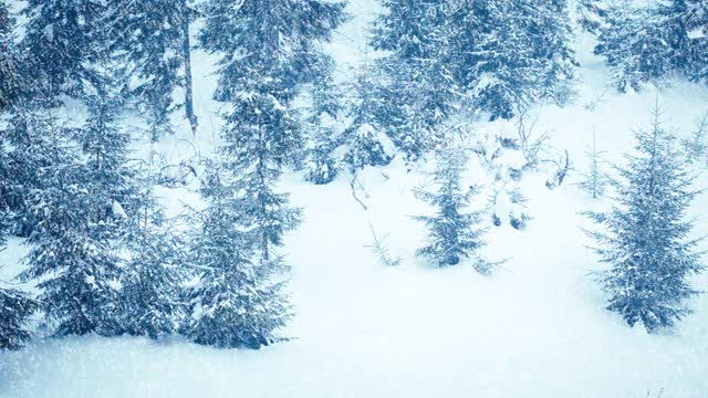 树枝上美丽的蓬松的雪。雪花从云杉树枝上美丽地飘落下来。冬天的童话，树在雪中囚禁。冬天下雪的录像视频素材