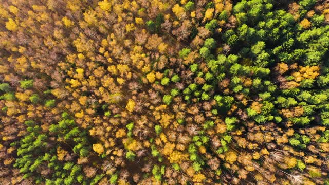 一架无人机捕捉到森林中五彩缤纷的秋色视频素材