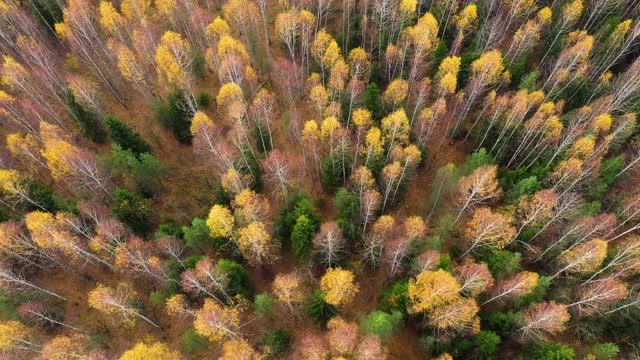 有黄色叶子的树梢。秋天的风景，从上面看视频素材