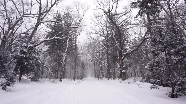 大雪覆盖了森林里的小路视频素材