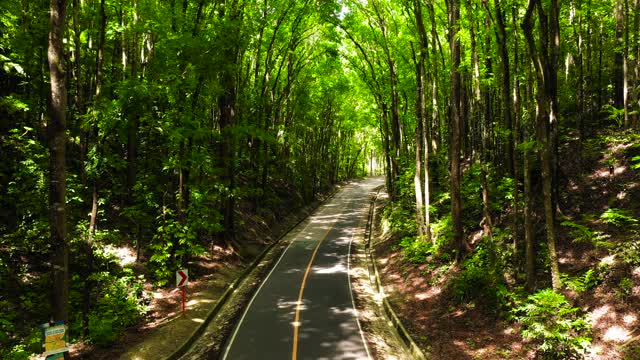 穿过绿色森林的道路。Bilar人造森林。保和、菲律宾视频素材