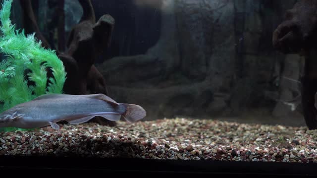 水族馆里的鲶鱼。水族馆里的海里的鱼。水族馆里的巴吉鲶鱼。视频素材