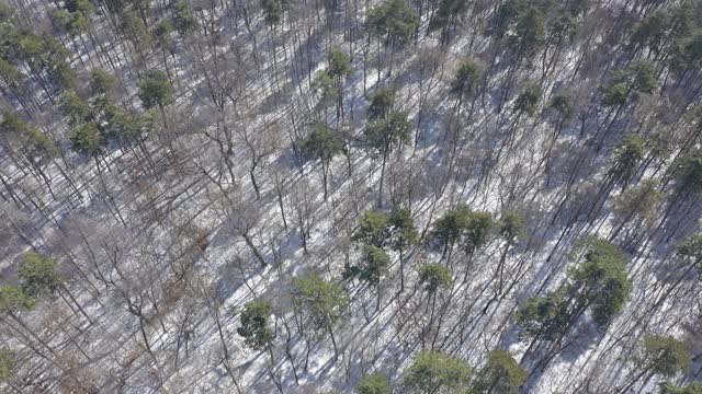 雪地上长长的针叶树阴影，4K无人机拍摄视频素材