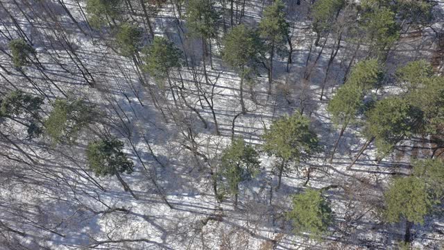 清晨的太阳越过积雪的森林4K航拍视频视频素材