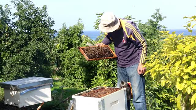 蜂房视频下载