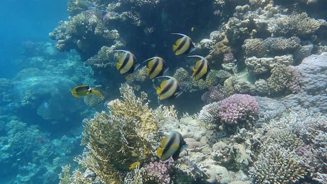 慢镜头，红海旗鱼(Heniochus intermedius)。热带鱼在美丽的珊瑚礁附近游动。珊瑚礁上的水下生物。镜头慢慢移到右边视频素材