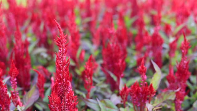 近彩色盛开的公鸡梳，青葙或青葙银花视频素材