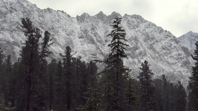 松树林的背景岩石雪脊视频素材