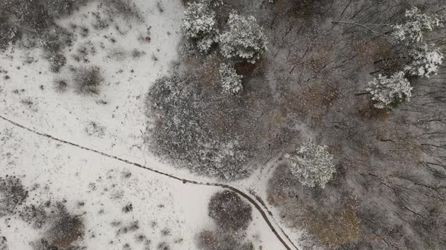 森林第一场雪4K无人机拍摄视频素材