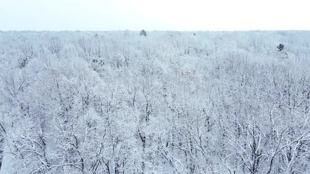 雪地森林的头顶视图视频素材