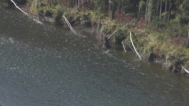 飓风过后的河流和河岸上倒下的树木视频素材