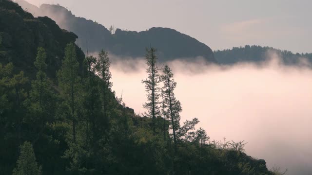 晨雾飘过山坡上的树梢视频素材