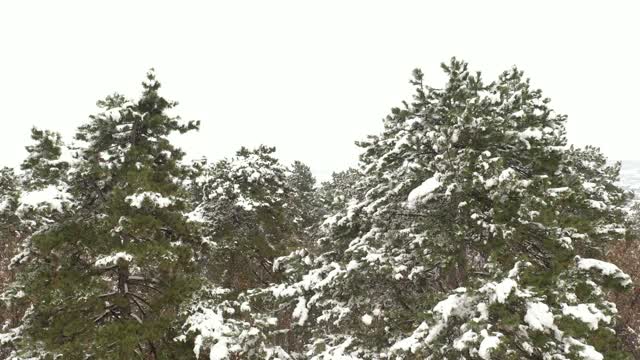 从常青树上飘落的雪花达到了4K无人机拍摄的高度视频素材