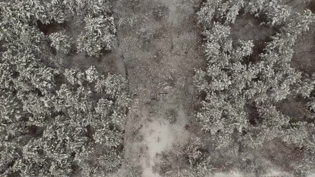 森林木桥下雪4K无人机降下画面视频素材