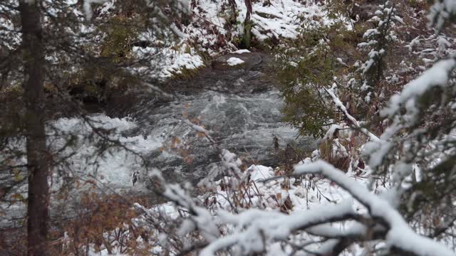 深秋森林河，河岸有雪林视频素材