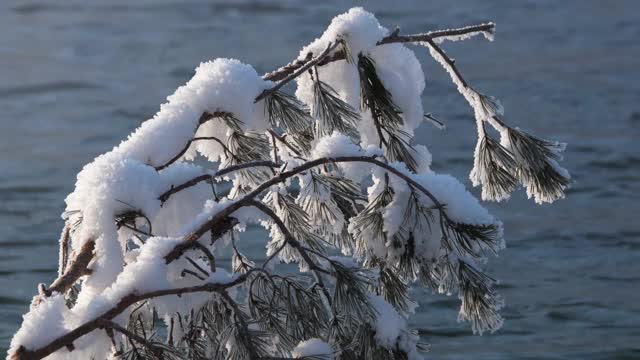 白雪皑皑的松枝与奔流的河水相映成辉视频素材