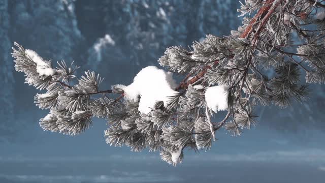 冬天河水在阳光明媚的日子里。树枝和树在雪中视频素材