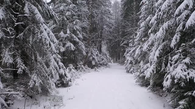 一场降雪后，在北部云杉覆盖的美丽森林中的小径视频素材