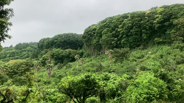 韩国济州岛绿树成荫的山林里有棕榈树。视频下载