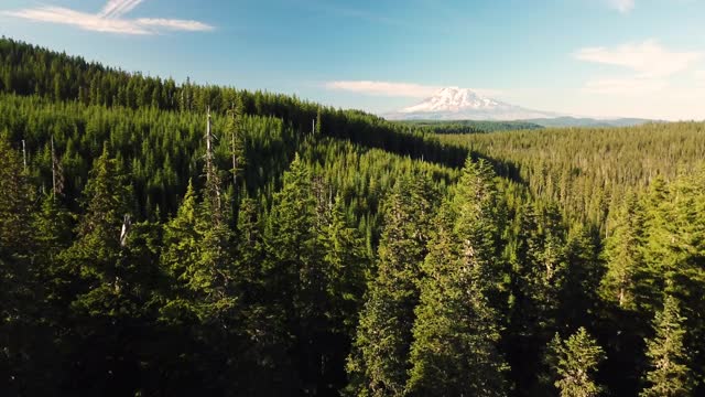 森林无人机华盛顿山亚当斯户外探险视频素材