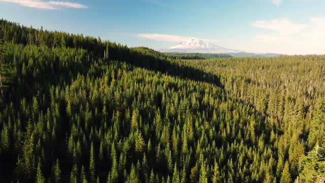 亚当斯山华盛顿无人机在森林松树视频素材