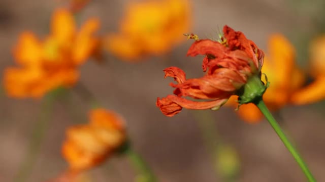 这花枯萎了，成熟了，现在正在播种视频素材