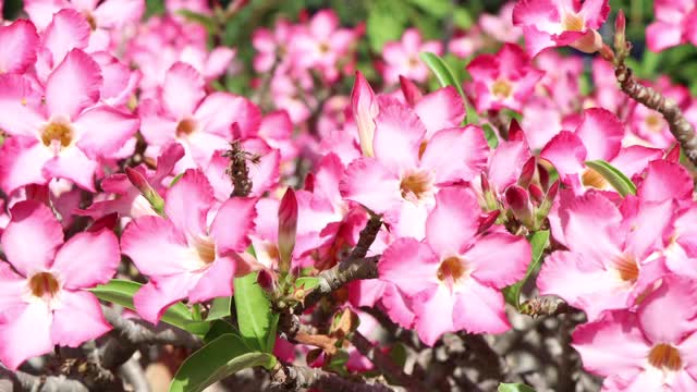 花园中正在开花视频素材