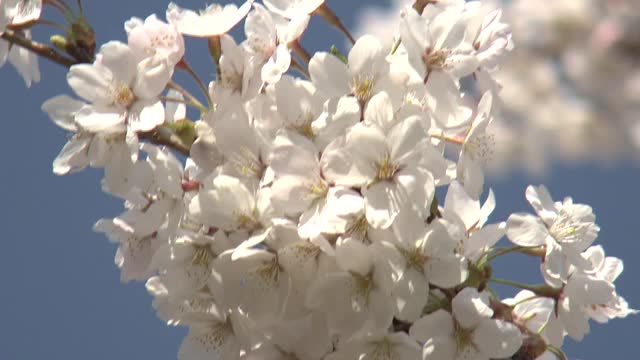 盛开的樱花，岩手市，日本视频素材