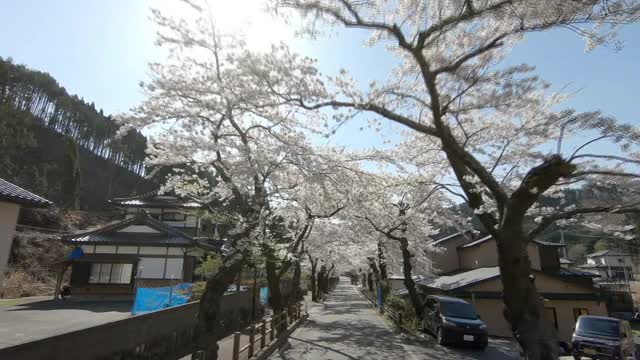 一排樱花，岩手，日本视频素材