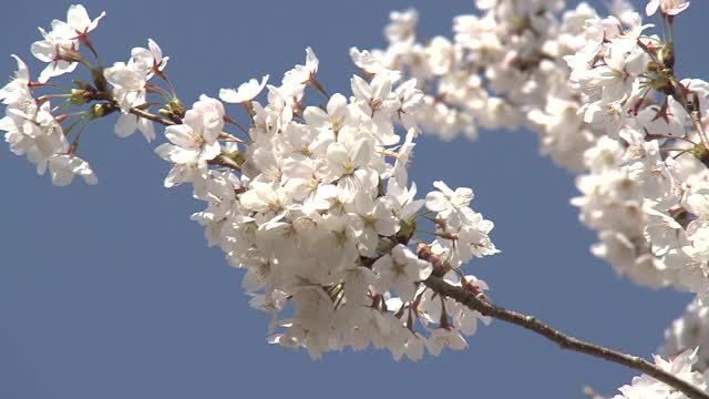 盛开的樱花，岩手市，日本视频素材