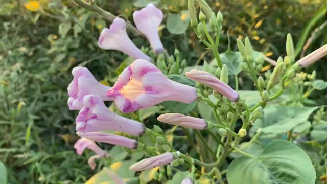 自然花园里的牵牛花视频素材