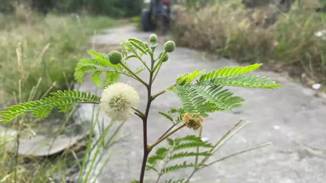 新银合欢在自然园林中的花朵视频素材