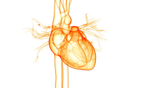 人体循环系统心脏跳动解剖动画概念视频素材