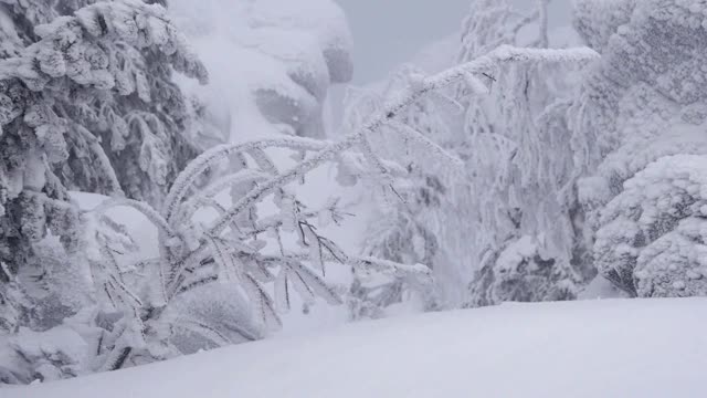 冬季森林的全景。树在下雪时结霜。视频素材