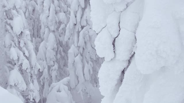 霜雪中的云杉。冬季景观为雪杉树林视频素材