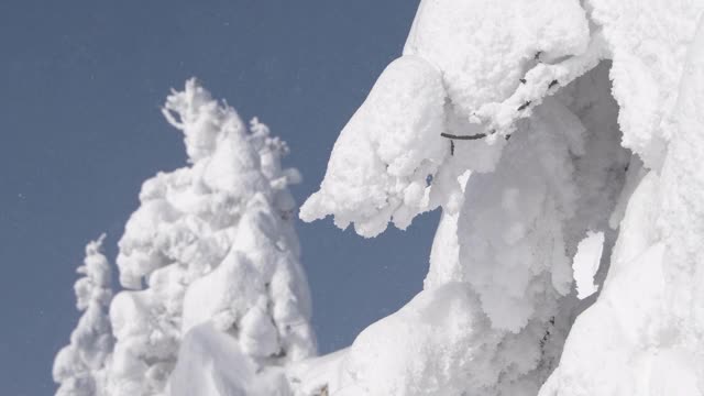 圣诞节期间被新雪覆盖的云杉树林。29、结霜的冷杉树，洁白的雪，蔚蓝的天空。视频素材