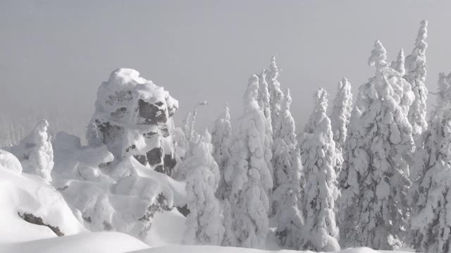 雪冷杉树在冬天的森林背景。霜冻的日子，松树上覆盖着积雪。美丽的雪景视频素材