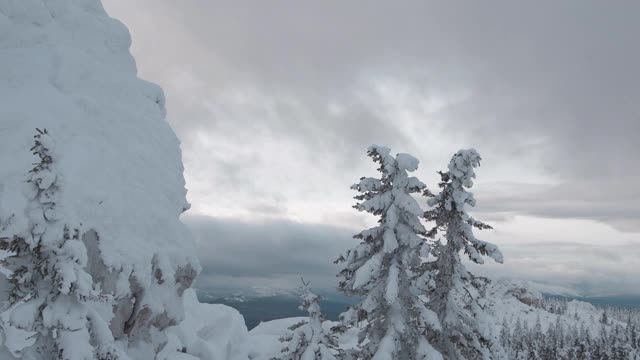 森林里美丽的冬季景色。近在树枝上的雪和遥远的视野到树木视频素材