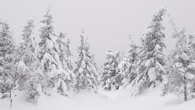 雪花覆盖云杉。树木在冬天视频素材