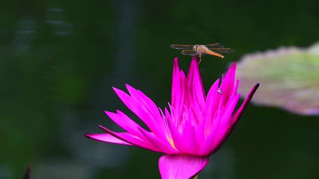 紫莲花上的蜻蜓视频素材