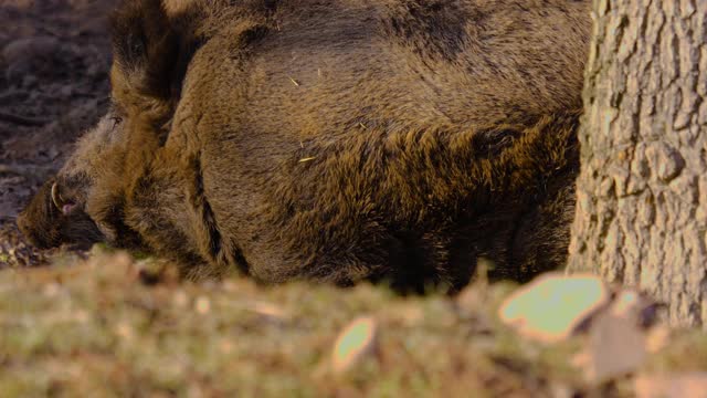 野猪猪的特写视频素材