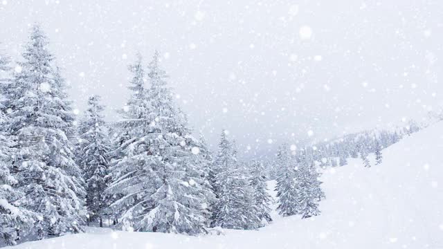 树枝上美丽的蓬松的雪。雪花从云杉树枝上美丽地飘落下来。冬天的童话，树在雪中囚禁。冬天下雪的录像视频素材