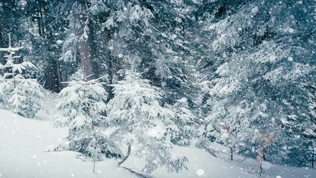 树枝上美丽的蓬松的雪。雪花从云杉树枝上美丽地飘落下来。冬天的童话，树在雪中囚禁。冬天下雪的录像视频素材