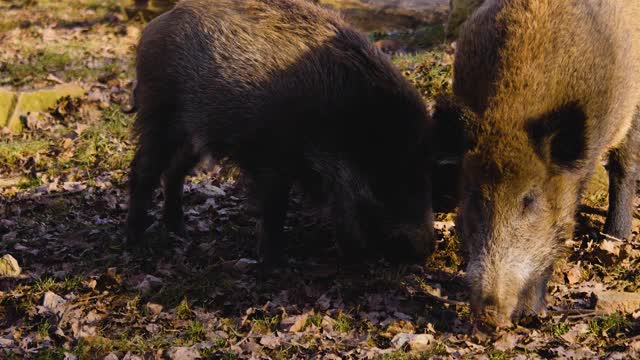 两个野猪猪的特写视频素材