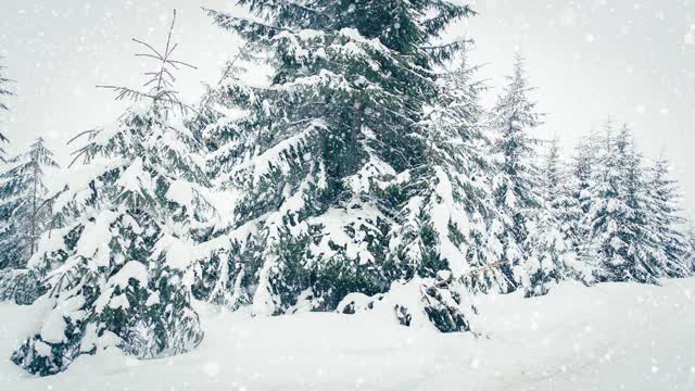 树枝上美丽的蓬松的雪。雪花从云杉树枝上美丽地飘落下来。冬天的童话，树在雪中囚禁。冬天下雪的录像视频素材