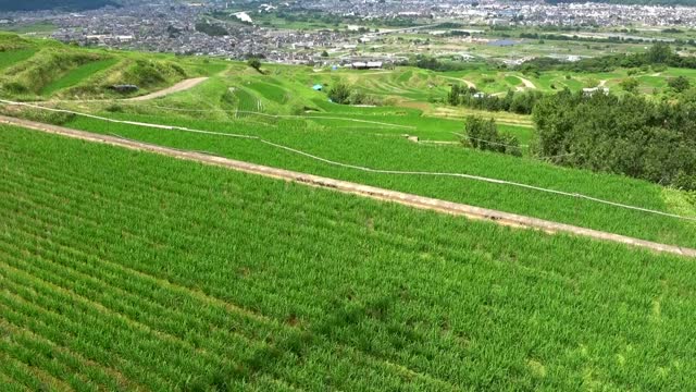 稻田视频素材