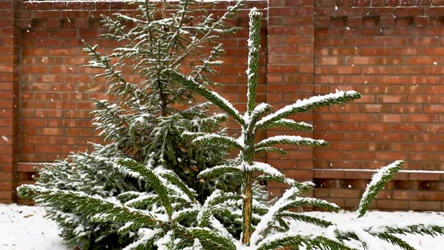 冬天院子。雪花落在一棵年轻的圣诞树上。新年的心情。大自然装饰了树枝。白雪覆盖的植物在砖墙的房子的背景。视频素材