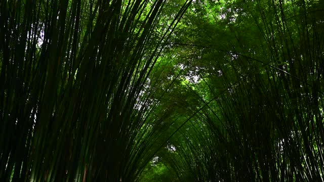 日本的竹林景观。视频素材