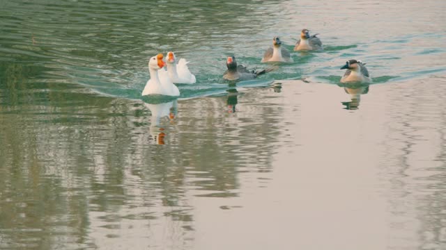 一群鹅在湖里游泳视频素材